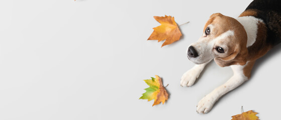 Canvas Print - Cute Beagle dog and autumn leaves on grey background with space for text, top view