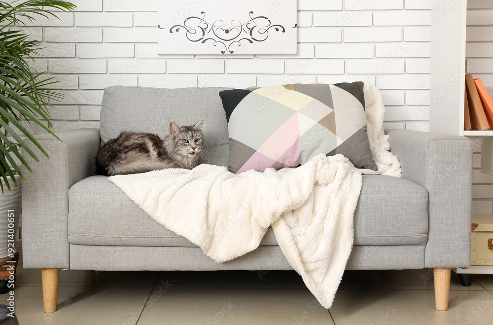 Maine Coon cat on sofa in living room