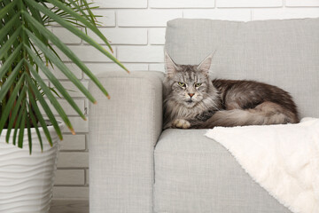 Wall Mural - Maine Coon cat on sofa in living room