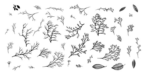 Set of black twigs. hand drawing. Not AI Vector illustration