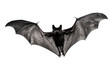© Ivan Muñoz Colorado - Bat with Open Wings on White Background