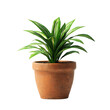 © Shining Pro - A small plant is in a brown pot