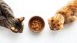 © creative - Two cats, one tabby and one ginger, look at a bowl of dry cat food.