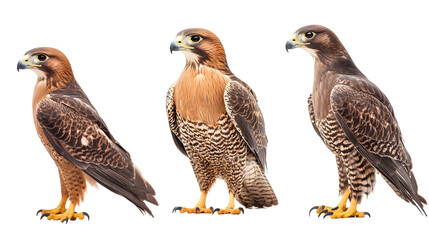 Falcon collection, portrait, standing and flying, isolated on a transparent background