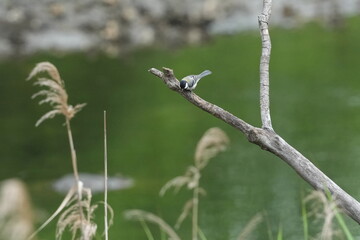 Wall Mural - japanese tit in a forest