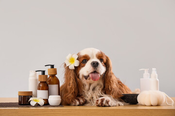 Wall Mural - Cute cavalier King Charles spaniel with cosmetic products and bath sponge lying on table against grey background