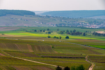 Canvas Print - View on grand cru Champagne vineyards near Moulin de Verzenay, rows of pinot noir grape plants in Montagne de Reims near Verzy and Verzenay, Champagne, France