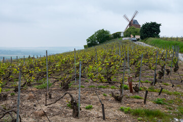 Canvas Print - View on grand cru Champagne vineyards near Moulin de Verzenay, rows of pinot noir grape plants in Montagne de Reims near Verzy and Verzenay, Champagne, France