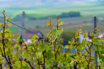 Poster - Close up on grand cru Champagne vineyards near Moulin de Verzenay, rows of pinot noir grape plants in Montagne de Reims near Verzy and Verzenay, Champagne, France