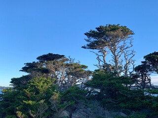 twisted coastal cypress trees stand against clear blue skies