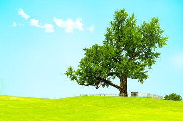 A view of beautiful green field with a tree and fresh grass on a sunny day