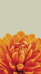 Wall Mural - A close up of a large orange flower with green leaves, AI