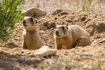 prairie dog