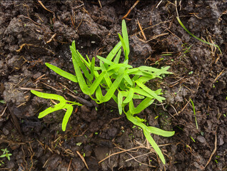 water spinach that starts to grow after being planted