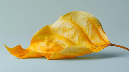 Tulip tree leaf with unique shape and yellow color