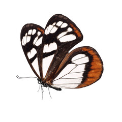 Wall Mural - Beautiful butterfly isolated on a white background.