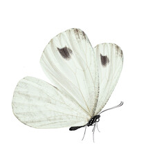 Wall Mural - Beautiful butterfly isolated on a white background.