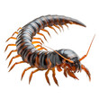 © vanilnilnilla - Detailed Centipede Insect on Plain Transparent isolated png Background