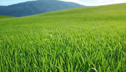 Wall Mural - Green grass field and blue sky 25