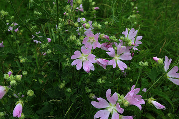 Sticker - Delicate pink flower lavatera