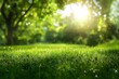 © Adi - Green grass field with sun shining through the trees in the background.