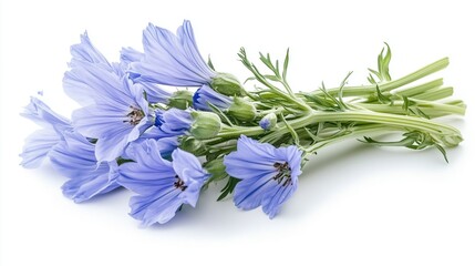 Wall Mural - Bouquet of chicory isolated on white background