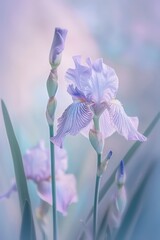 Wall Mural -  irises flower illustration with a blurred background