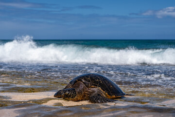 Wall Mural - The green sea turtle (Chelonia mydas), green turtle, black (sea) turtle or Pacific green turtle, is a large species of sea turtles of the family Cheloniidae. Laniakea Beach, North Shore, Oahu Hawaii