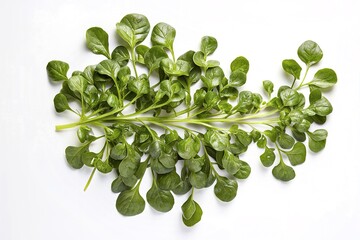 Wall Mural - Watercress isolated on white background