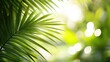 © Z.I.M - tropical photography backgrounds