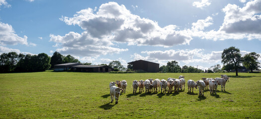 Wall Mural - white cows in rural landscape of french ardennes at sunset