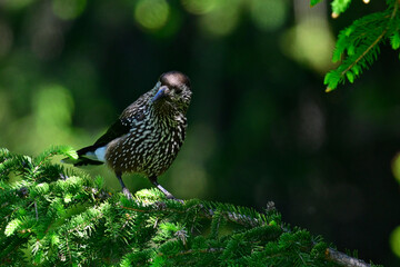 Poster - Tannenhäher // Spotted nutcracker (Nucifraga caryocatactes)