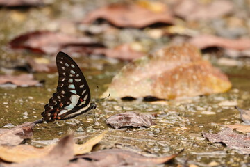 Wall Mural - Meyer's Jay (Graphium meyeri) is a species of butterfly of the family Papilionidae, that is found in Sulawesi. 