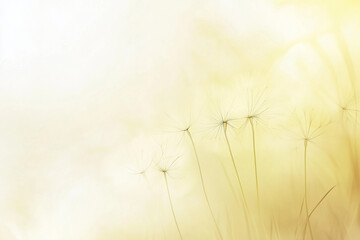 dandelion