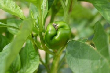 Green Bell peppers or capsicum on plant, bell peppers in the vegetable garden. Closeup of green bell pepper or capsicum growth in field plant agriculture farm. growing bell pepper in a farmer's field