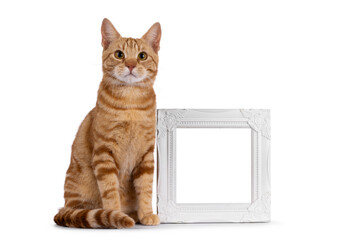 Handsome young purebred  European Shorthair cat, sitting beside empty picture frame. Looking straight to camera. Isolated on a white background.