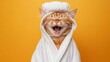 © Thanthara - A happy morning image. A red-haired cat in a bathrobe and with a towel on his head rejoices on an orange background