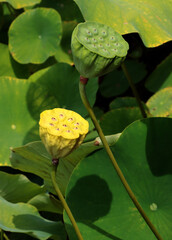 Wall Mural - white flower and seed vessel with seeds of Lotus-Nelumbo Nucifera