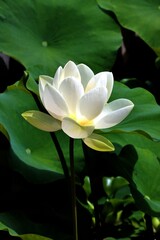 Wall Mural - white flower and seed vessel with seeds of Lotus-Nelumbo Nucifera