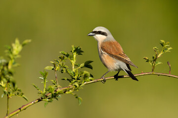 Naklejka na meble male Red-backed shrike on its nesting territory in a forest of oak and thorn bushes at the first light of a spring day