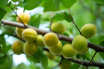 Canvas Print - Numerous apricots on branch of a tree in the garden, close up. Rich harvest of apricots, unripe fruits of light green and yellow colours, beautiful healthy natural food