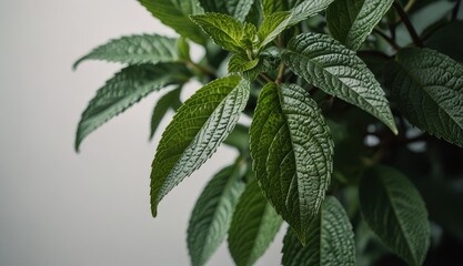 Wall Mural - Vibrant Green Leaves Close-Up