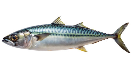 mackerel-full-body-white-background