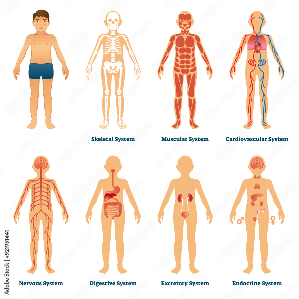 Human organ systems illustration, transparent background. Anatomical ...