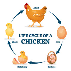 Wall Mural - Life cycle of chicken illustration, transparent background. Labeled educational hen process from egg, embryo to hatchling and chick. Animal growth stages explanation from biological aspect.