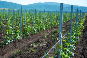 Canvas Print - young vineyard