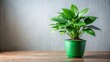 © Nasnunt - Image of a green indoor plant known for purifying the air, green, plant, indoor, air purifying, foliage, lush, houseplant