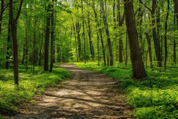 Canvas Print - Spring forest vegetation outdoors woodland.