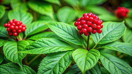 Close up of a ginseng plant with vibrant green leaves and red berries, medicinal, plant, ginseng, Panax ginseng