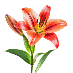 Wall Mural - PNG Vibrant orange lily with green leaves on display